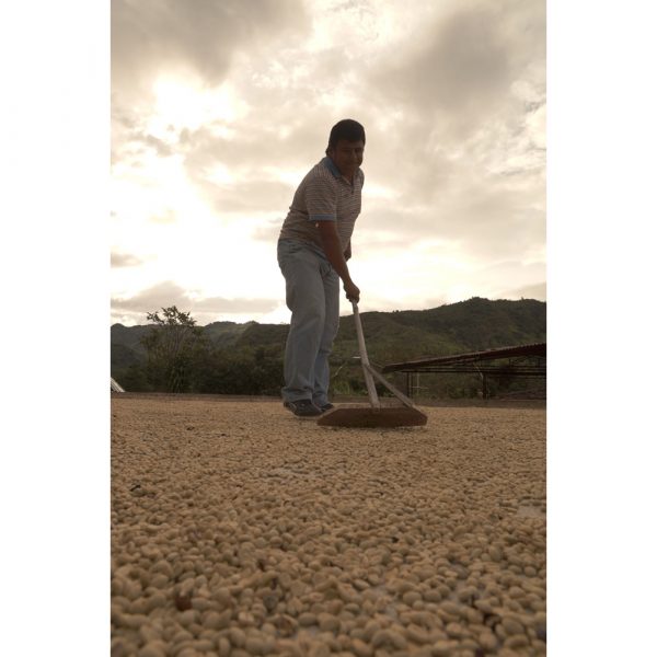 Roasting Plant Colombia Sugar Cane Decaf