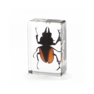 Evolution Stag Beetle In Resin